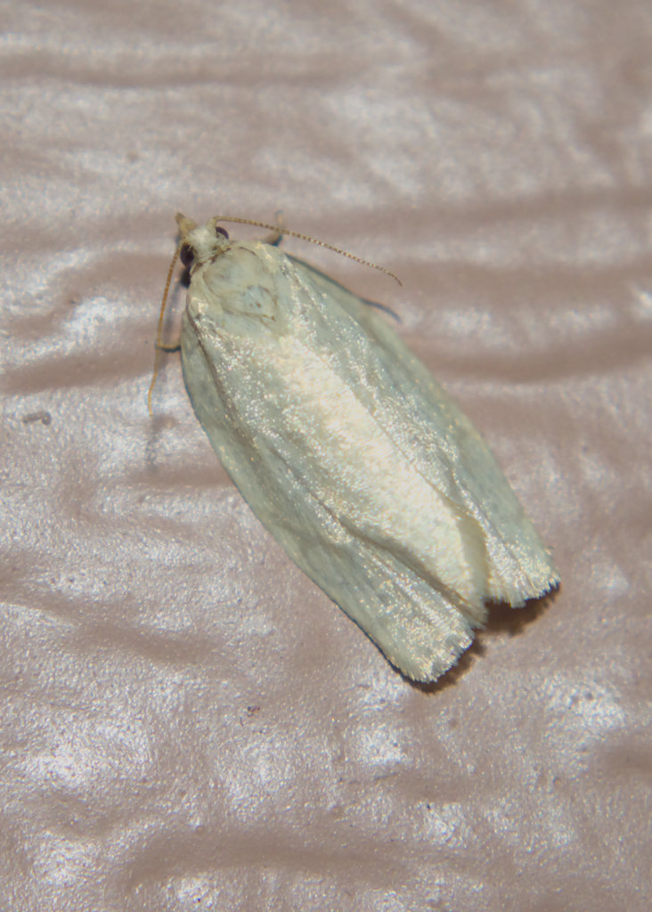 Maple-Basswood Leafroller Moth