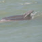 Atlantic Bottlenose Dolphin