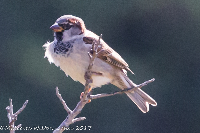 House Sparrow