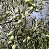 Olive tree. Olivo