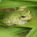 Tree Frog