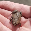 East Tennessee narrow mouth toad