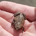 East Tennessee narrow mouth toad