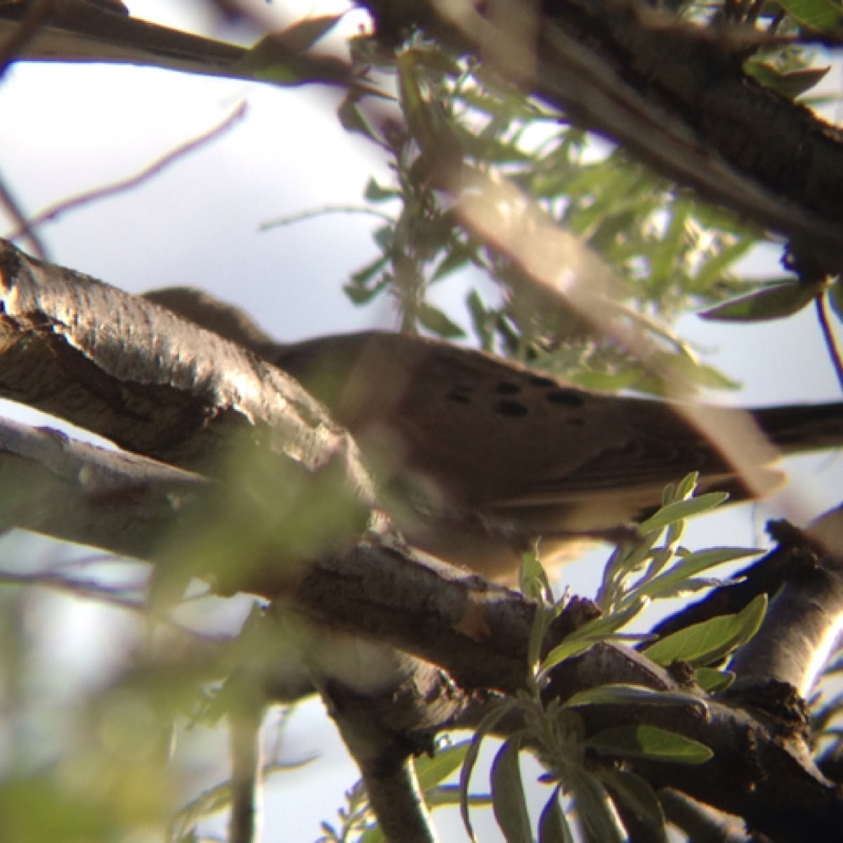 Mourning Dove