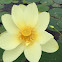 Yellow Lotus