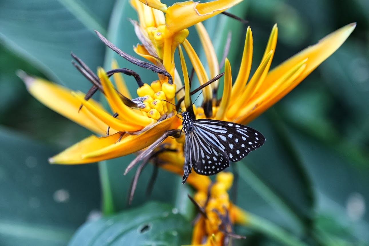 Приключения итальянцев в Малайзии и Сингапуре- Август, 2013