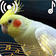 Cockatiel Sounds Ringtone Download on Windows