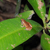 Dark-Sided Chorus Frog