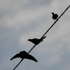 Brown-headed cowbird