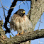 Roadside Hawk