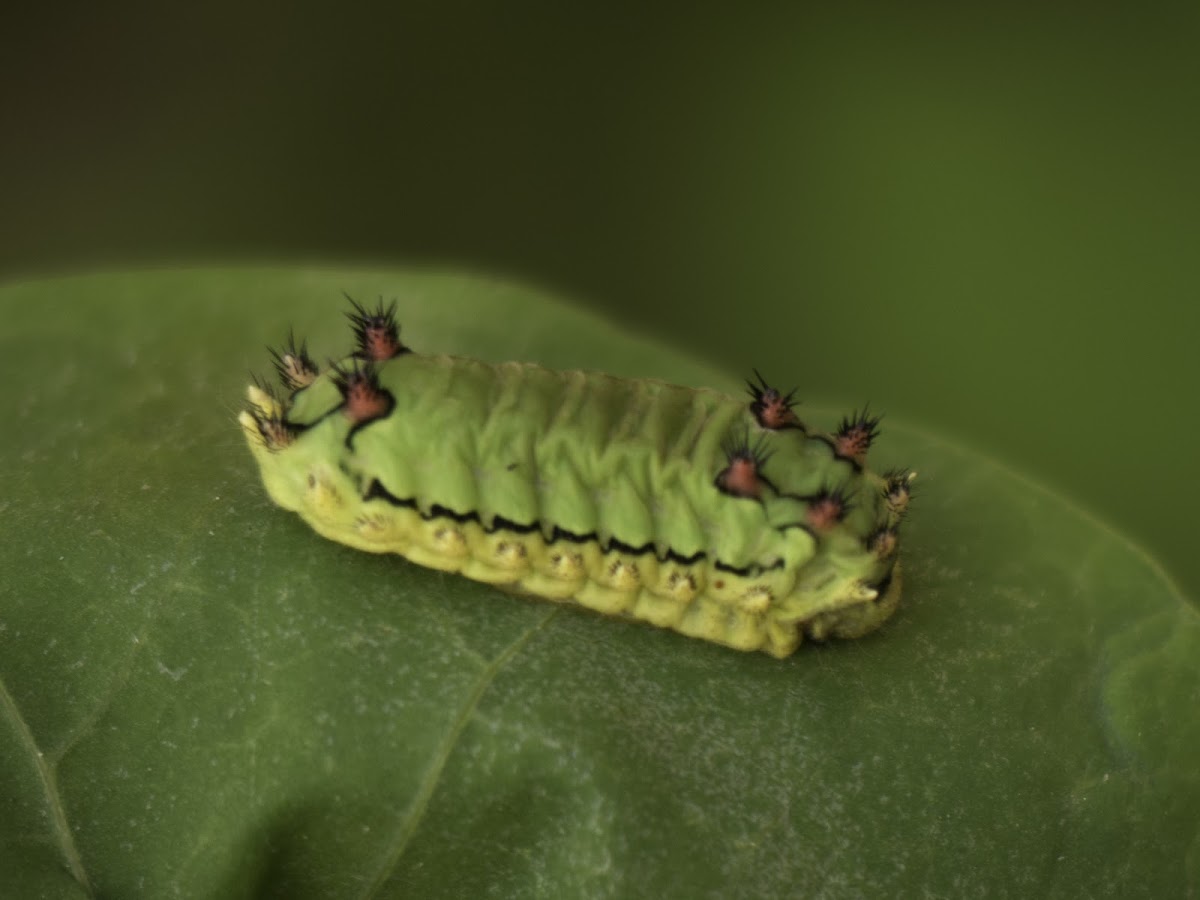 Caterpillar