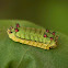 Caterpillar