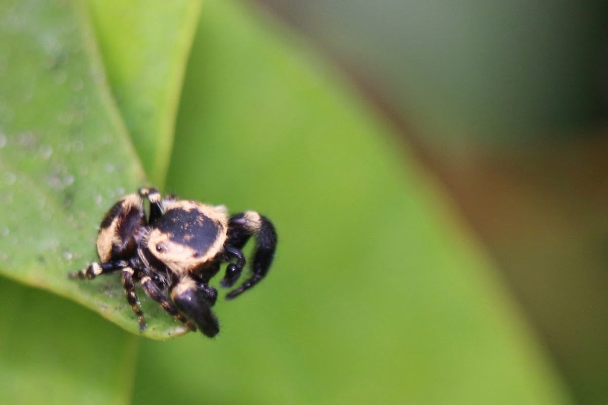 Jumping spider