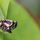 Jumping spider