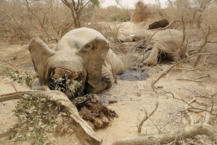 Slaughtered elephants are seen in Bambara-Maoude, Mali.