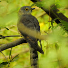 The common hawk-cuckoo