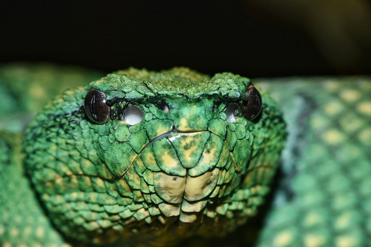 Keeled Pit Viper