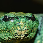 Keeled Pit Viper