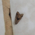 Owlet moth