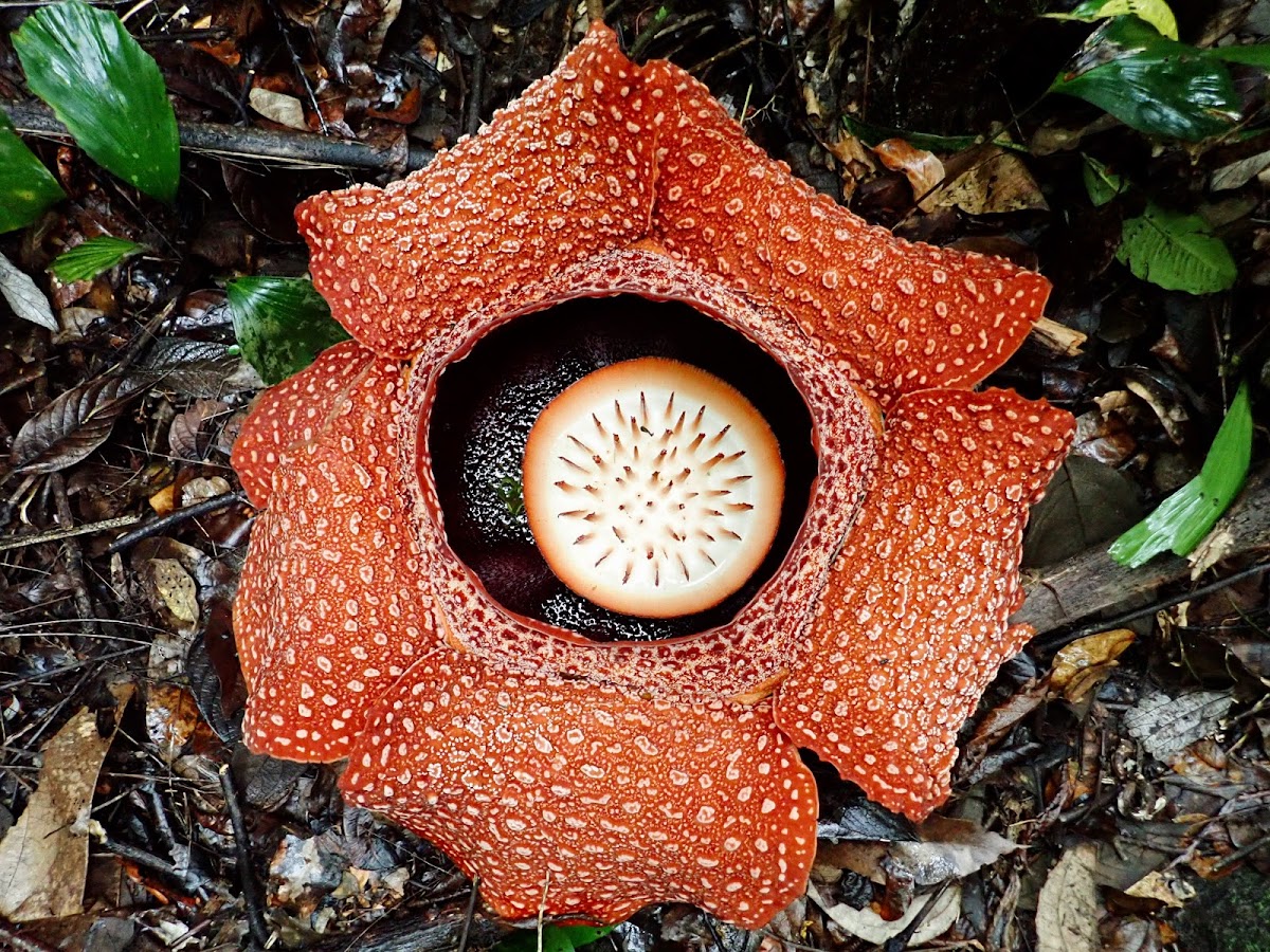 Rafflesia Flower