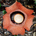 Rafflesia Flower