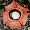 Rafflesia Flower