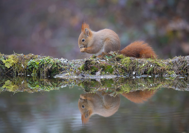 scoiattolo allo specchio di massimo zanotti