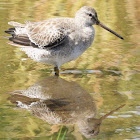 Short-billed dowitcher