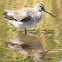 Short-billed dowitcher