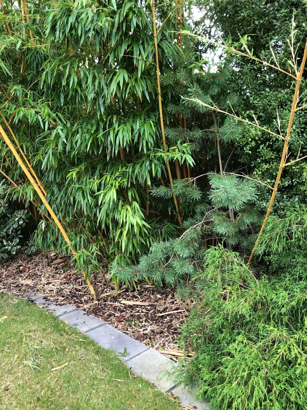 Album cover: Bamboo 