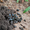 Green Bottle Fly