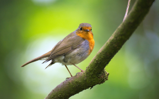 Robin Preview 1