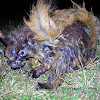 Himalayan Flying Squirrel