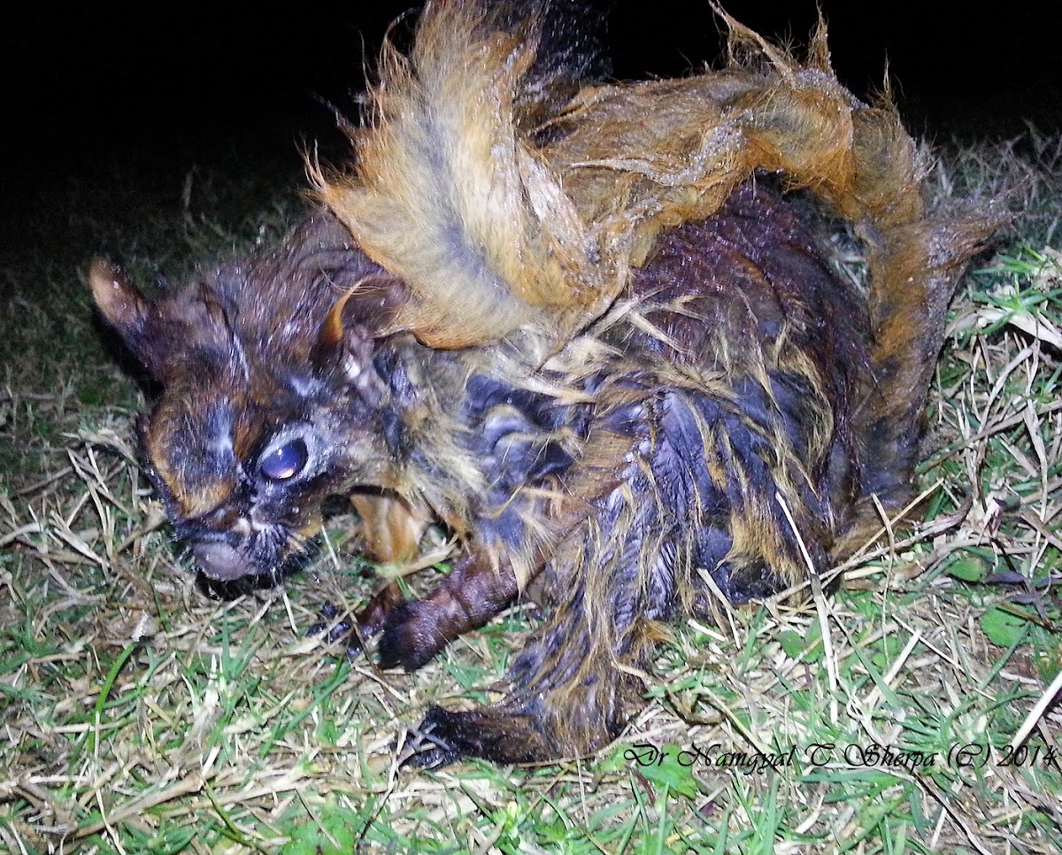 Himalayan Flying Squirrel