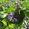 Common Mime (Form dissimilis)