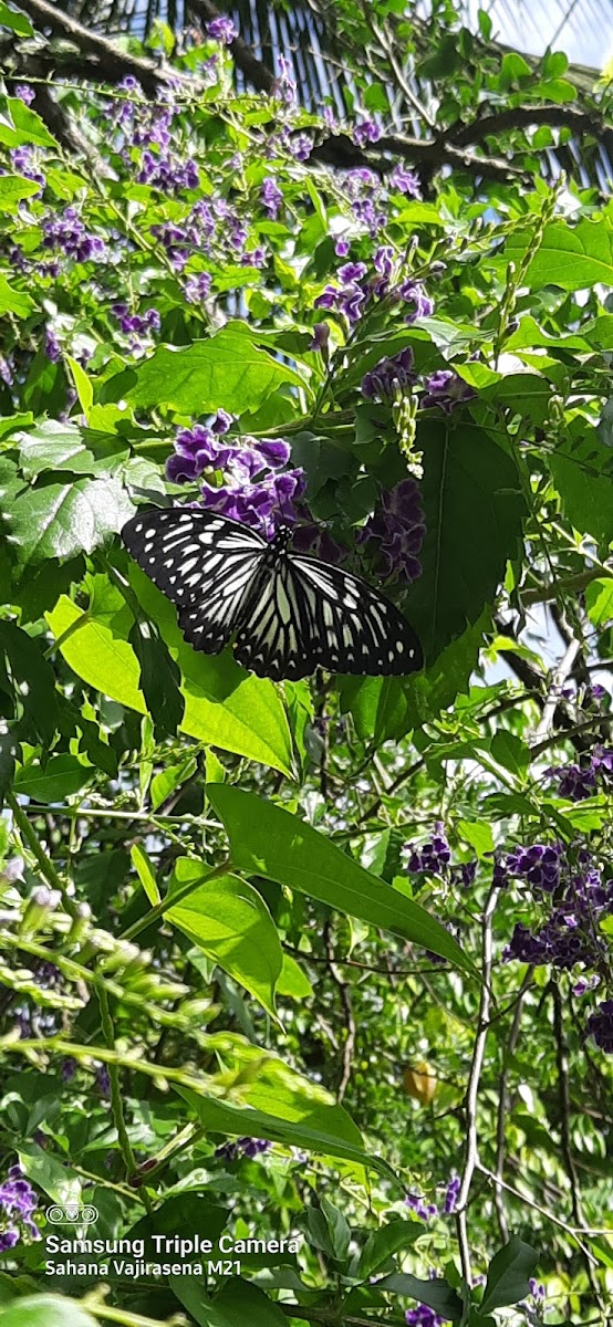 Common Mime (Form dissimilis)