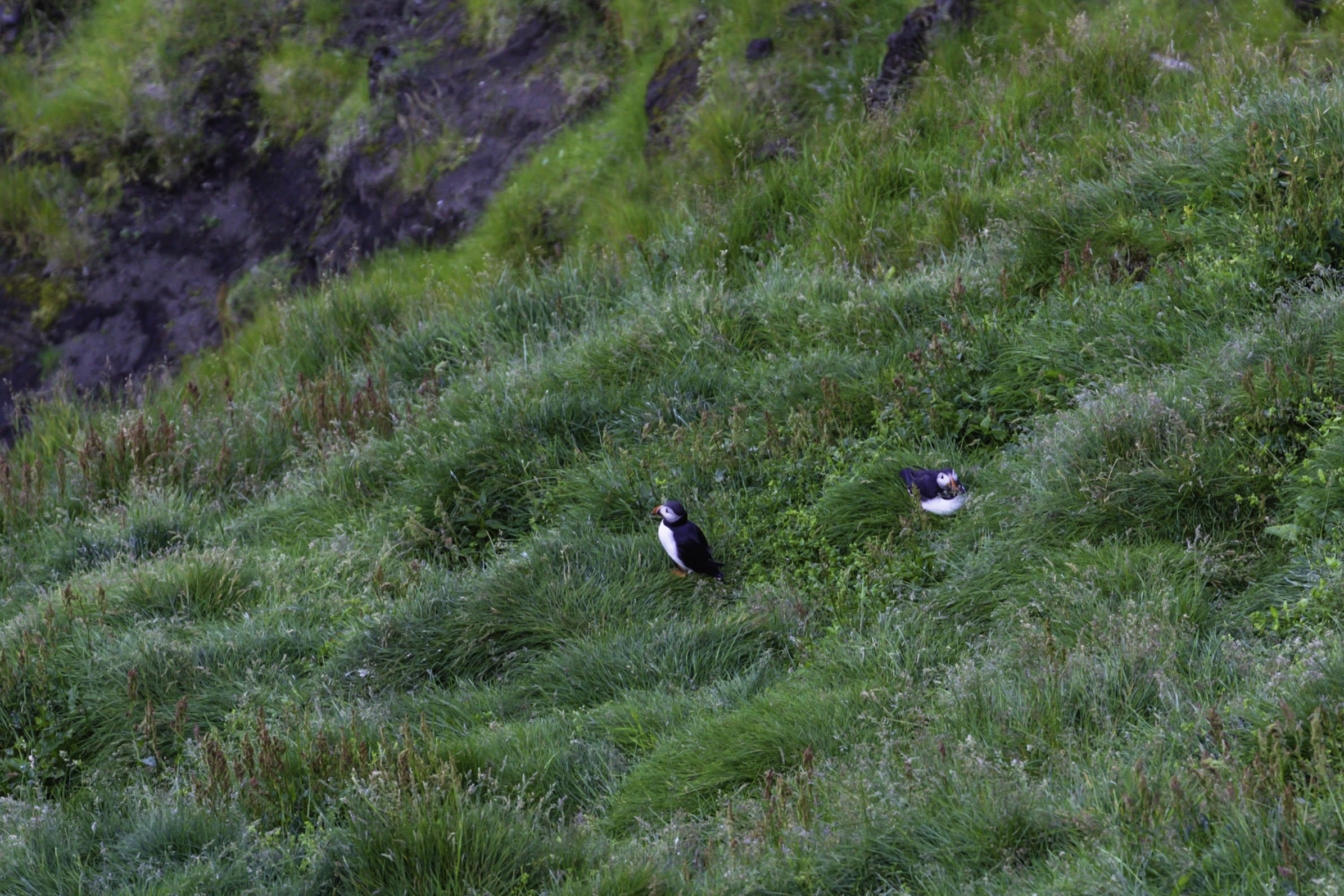 Исландия - родина слонов (архипелаг Vestmannaeyjar, юг, север, запад и Центр Пустоты)