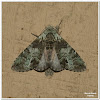 Mottled Prominent