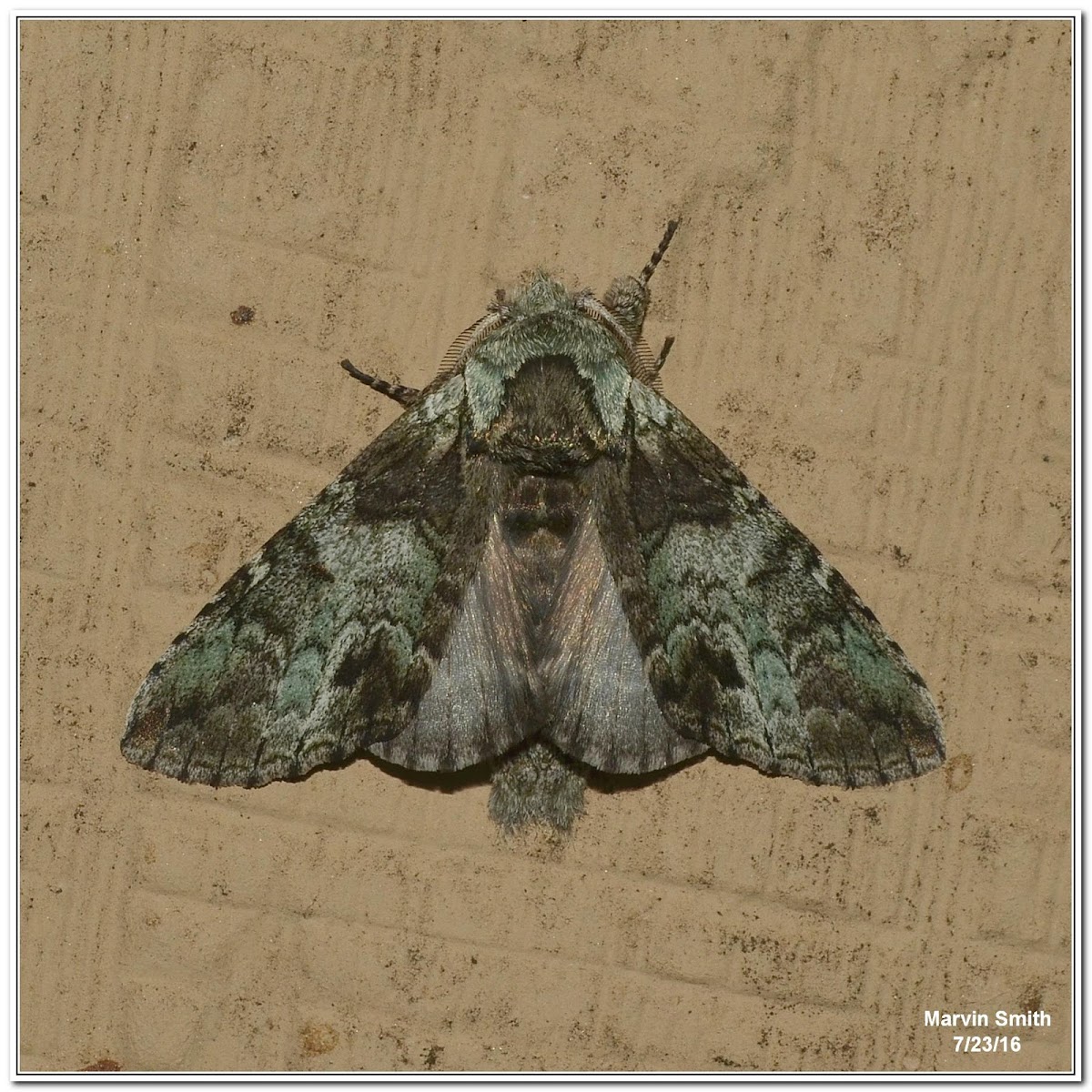 Mottled Prominent