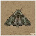 Mottled Prominent