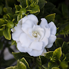 Gardenia