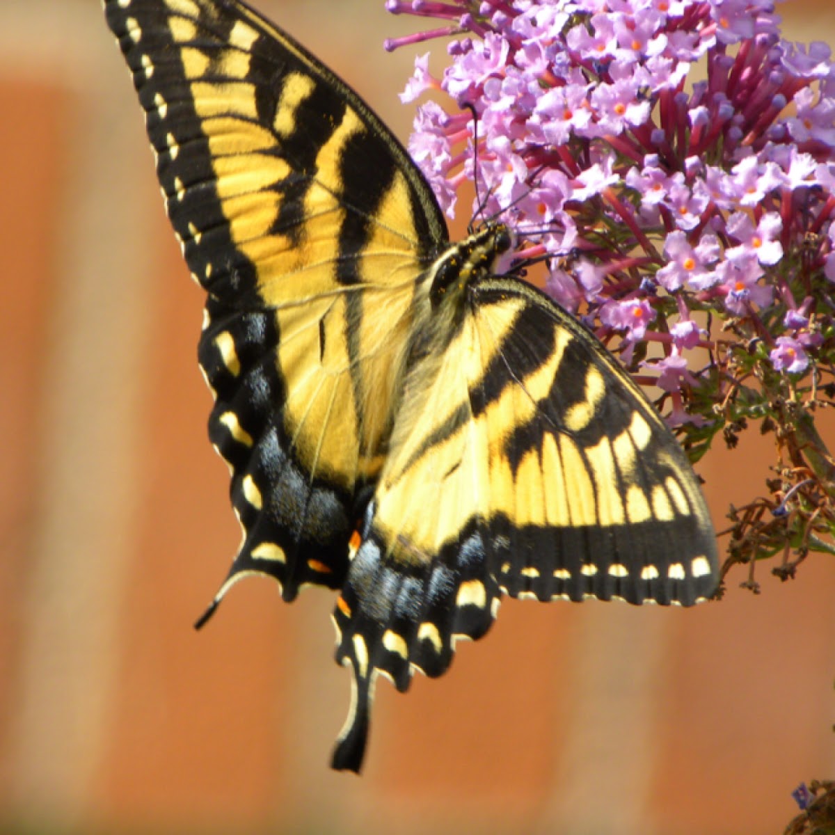 Eastern Tiger Swallowtail Butterfly