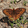 Zerene fritillary