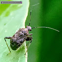 Grass bug