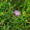 Spotted Knapweed