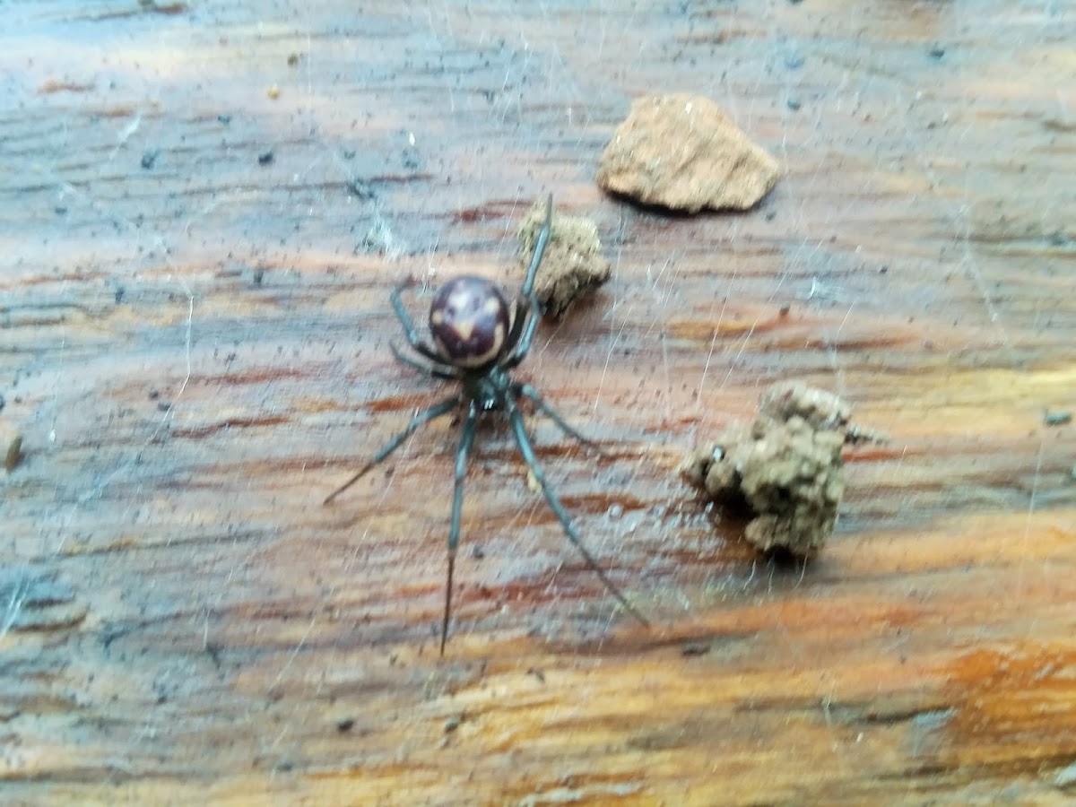 False black widow (male)