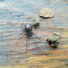 False black widow (male)