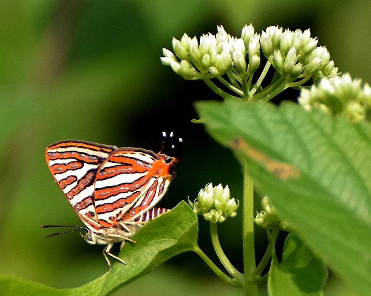 Indian common silverline