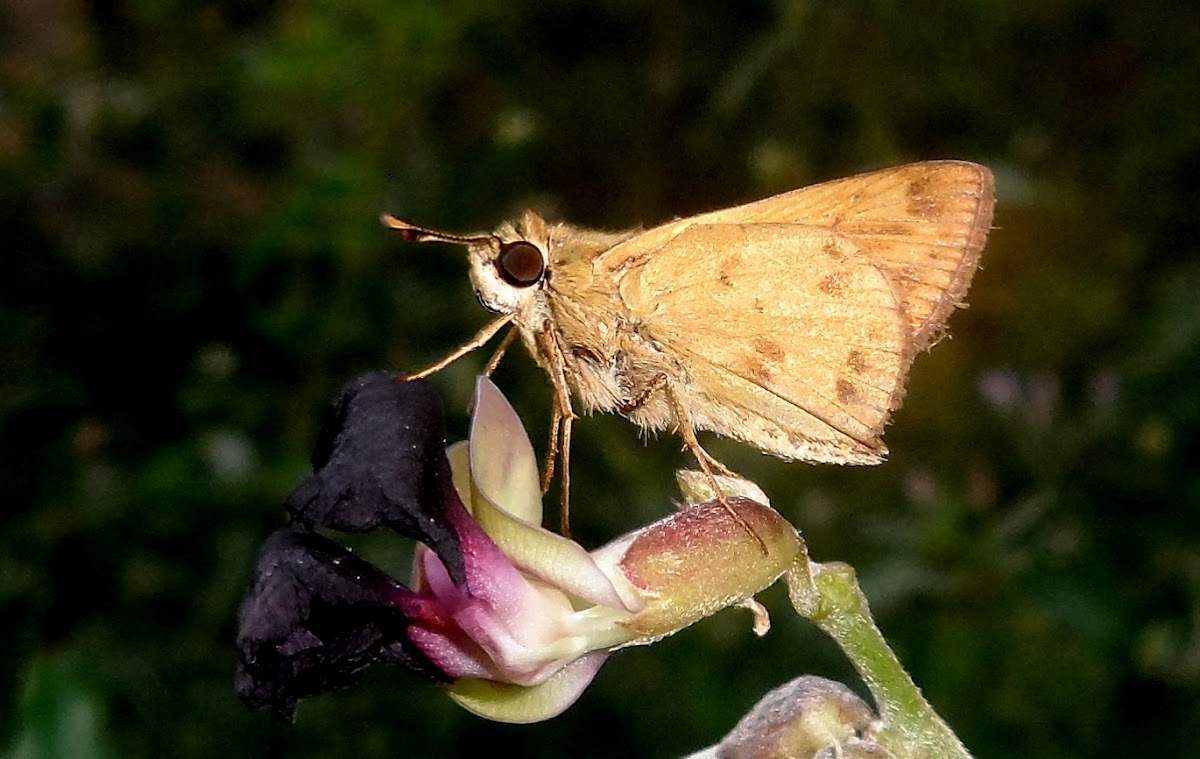 Skipper butterfly