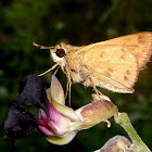 Skipper butterfly